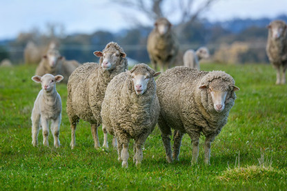 Multibreed genetic products