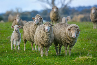 Multibreed genetic products